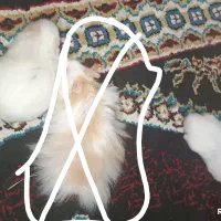 همستر ناز وخوشرنگ