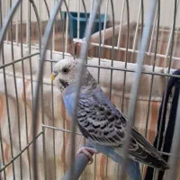 فروش مرغ عشق و عروس هلندی باهم 600|پرنده|یزد, |دیوار