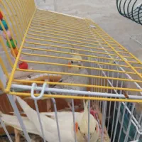 فروش ۹ عدد عروس هلندی