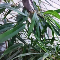 عروس هلندی گمشده