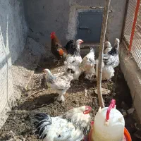 تعداد مرغ تخمگذار و خروس و تعداد مرغ بریما