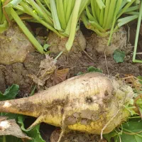 چغندر قند برای دام