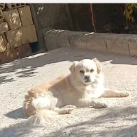 گمشده|سگ|نجف‌آباد, جلال آباد|دیوار