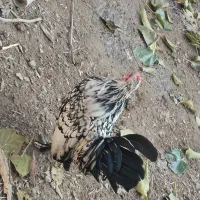 مرغ خروس مینیاتوری