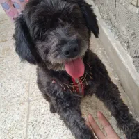 سگ خانگی باهوش تربیت شده