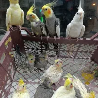 عروس هلندی جوجه بالغ دستی و مولد لوتینو آلبینو