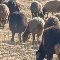 گوسفند اولین شکم چهل عدد|حیوانات مزرعه|بیجار, |دیوار