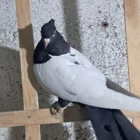 سلام چنتا حیون فروشی|پرنده|تربتحیدریه, حاجی یار|دیوار