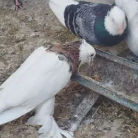 طوقی‌پاپر‌‌خاص پسند