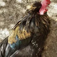 خروس وجوجه خروس مامونیه