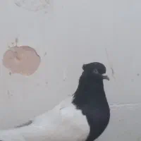 .جفت طوقی سرخ وجفت ساده زرد