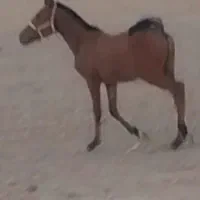کره اسب نریون شجره دار
