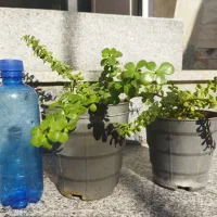 فروش گل|حراج|کازرون, |دیوار