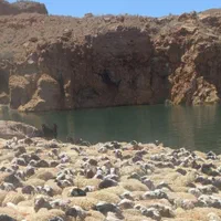 فروش گله میش  بز بزغاله معاوضه با ایسوزو یا نقدی|حیوانات مزرعه|شاهین‌شهر, فردوسی|دیوار