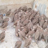 جوجه محلی|حیوانات مزرعه|هندیجان, |دیوار