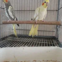 جفت عروس هلندی|پرنده|برازجان, |دیوار