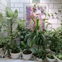 گل طبیعی آپارتمانی