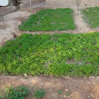 شتیل گوجه