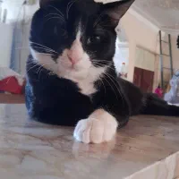 واگذاری گربه|گربه|اردبیل, |دیوار