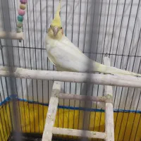 عروس هلندی|پرنده|زرند, |دیوار