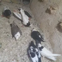 کفتر گرفتنی سید