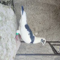 زرد کرمونی مصری کرمونی قره کرمونی|پرنده|مشهد, هفده شهریور|دیوار