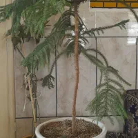 گل و گیاه