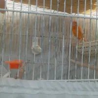 یه جفت قناری