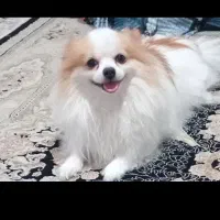 فقط مشتری واقعی