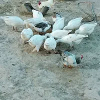 فروش غاز محلی|حیوانات مزرعه|ویلکیج, |دیوار