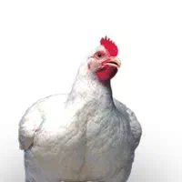 مرغ ارگانیک