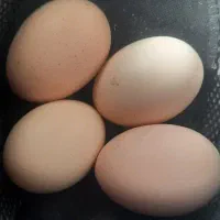 تخم مرغ نطفه دار لاری