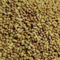 بذر یونجه رنجر آمریکایی