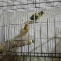 قناری نر و ماده|پرنده|تبریز, |دیوار