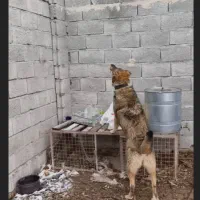 سگ سرابی و عراقی