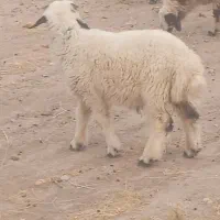 بره جون ب شرط سالم