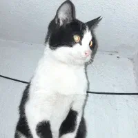 گربه جهت واگذاری