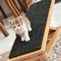 رمپ سگ و گربه