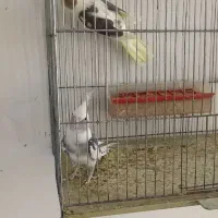 طوطی عروس|پرنده|میانه, |دیوار