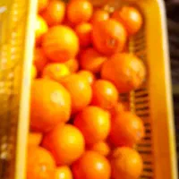 فروش پرتقال خونی