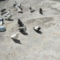 کبوتر  پرشی