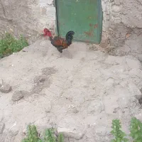 خروس گردن لخت