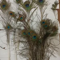 پرنده|تور و چارتر|مشهد, شهرک صنعتی توس|دیوار