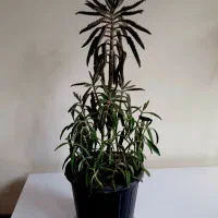 گل وکاکتوس خانگی