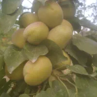 نهال های میوه در نهالستان اکبری|گل و گیاه طبیعی|مشهد, خواجه ربیع|دیوار