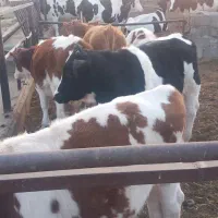 فروش تعدادی گوساله نر و ماده سیمینتال|حیوانات مزرعه|بسطام, |دیوار