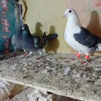 کبوتر پلاکی صید|پرنده|شیروان (خراسان), |دیوار