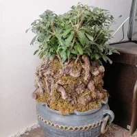 بونسای میخک|گل و گیاه طبیعی|مشهد, کوی دروی|دیوار