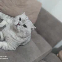 اسکاتیش بالغ نر