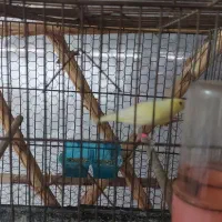 فروش قناری موزایکی|پرنده|آمل, |دیوار